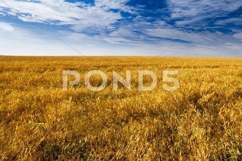 Beautiful view of spikelets field Stock Photos