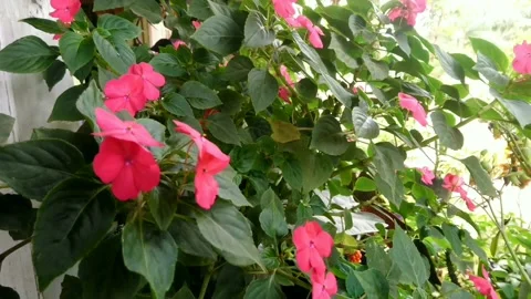 Beautiful view in spring time. Stock Footage 218389738