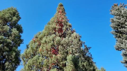Beautiful View Of The Spruce Tree Stock Photos