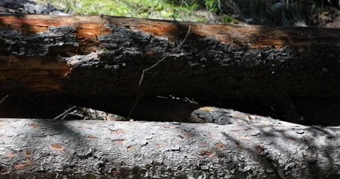 Beautiful view of a squirrel Stock Footage 257617416