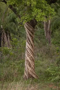 Beautiful view to strangling fig tree in the Pantanal of Miranda Stock Photos