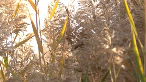 Beautiful view of the straws 3 Stock Footage 311645535