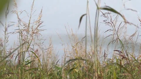 Beautiful view of the straws 4 Video stock 311645555