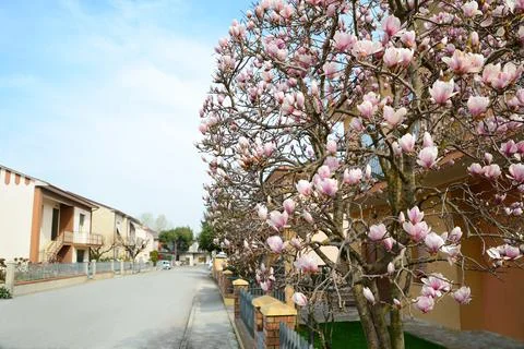 Beautiful view of suburban street with blossoming magnolia tree on sunny spri Stock Photos