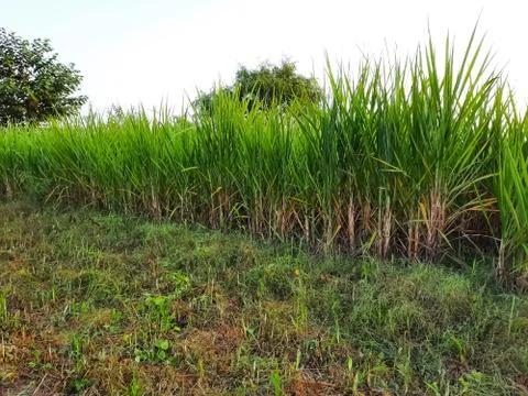 Beautiful view of the sugarcane crop Stock Photos