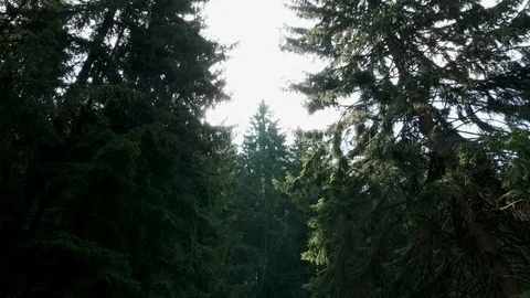 Beautiful view of sun between branches in the forest Stock Footage 117031302