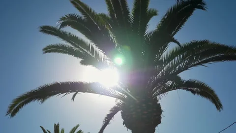 Beautiful View of Sun Flare through Palm leaves after rainy day Stock Footage 294620166