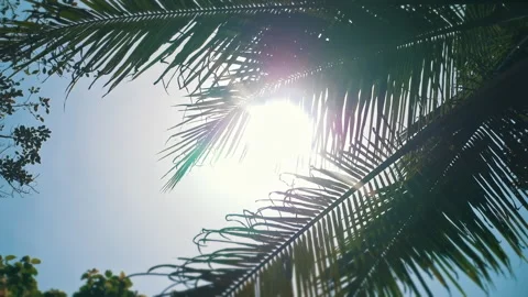 Beautiful View of Sun Flare through Palm leaves after rainy day Stock Footage 294659344