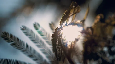 Beautiful View of Sun Flare through Palm leaves after rainy day Video stock 294659399