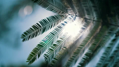 Beautiful View of Sun Flare through Palm leaves after rainy day Video stock 294659412