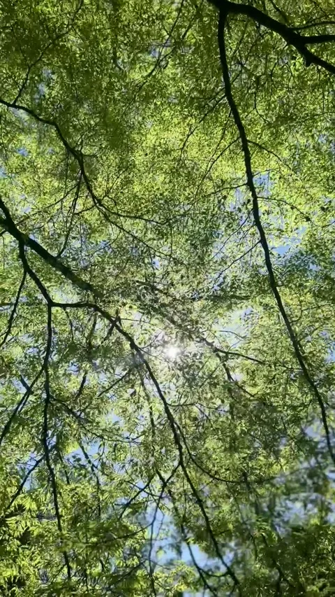 A beautiful view of the sun peaking through tree branches Stock Footage 276357933