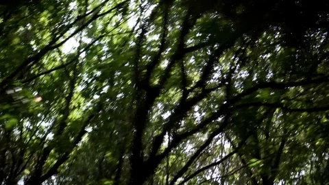 A beautiful view of sun rays shining through the trees leafs Stock Footage 108490838