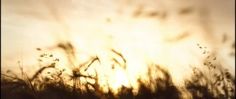 A beautiful view of the sun through the wheat Vídeo Stock 342139580