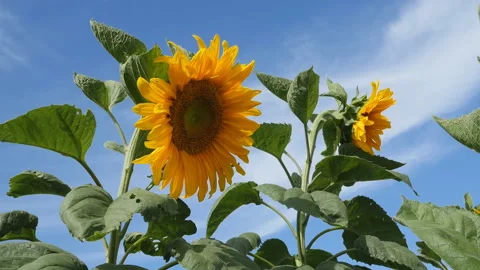 Beautiful view of the sunflowers in the field Stock Footage 106935182