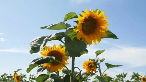 Beautiful view of the sunflowers in the field Video stock 106935615