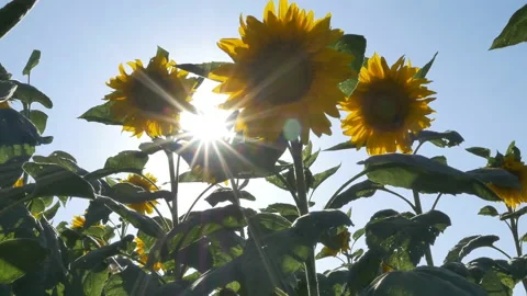 Beautiful view of the sunflowers in the field Stock Footage 106935640