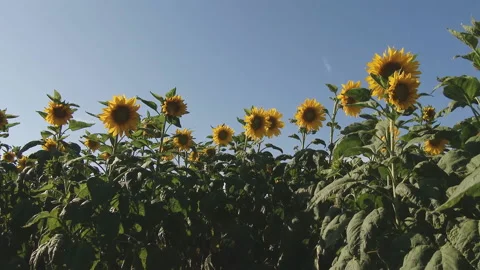 Beautiful view of the sunflowers in the field Stock Footage 106936493