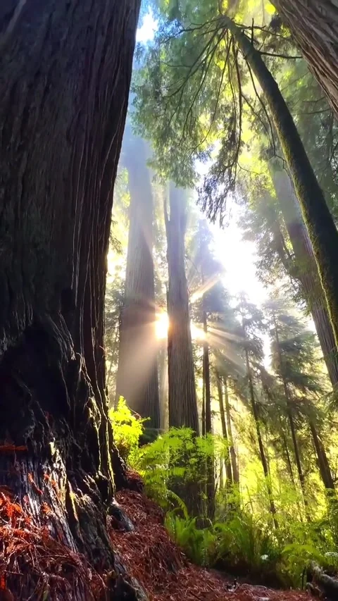 Beautiful view of sunrise in the forest Stock Footage 320325428