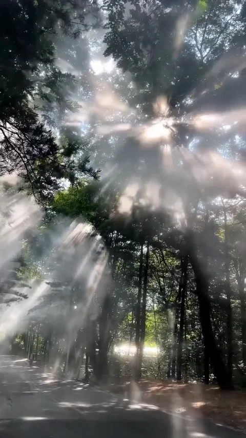 Beautiful view of sunrise in the forest Stock Footage 320325436