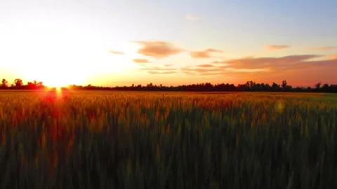 Beautiful view of the sunset in the plantation Stock Footage 224602657