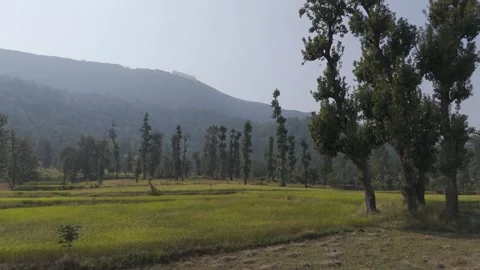 Beautiful view of teak tree forest with mountain background. Stock Footage 255280655