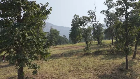 Beautiful view of teak tree forest with mountain background. Stock Footage 255280927