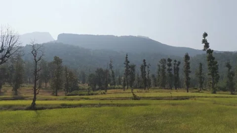 Beautiful view of teak tree forest with mountain background. Stock Footage 255281228
