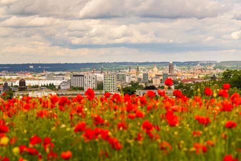 Beautiful view through field of red poppies toward historic city of Dresden.. Stock Photos