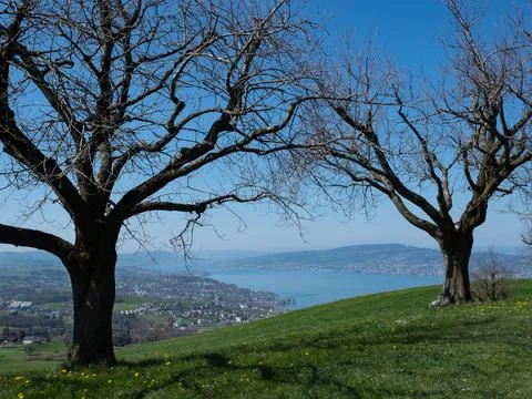 Beautiful view through old trees from Etzel over the lake Zurich, Switzerland Stock Photos