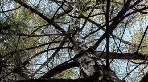 Beautiful view through the pine branches on the blue sky Stock Photos