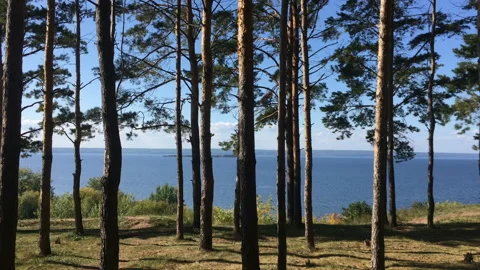 Beautiful view through the pine trees on the cliff of a large river. Nature Stock Footage 115794988