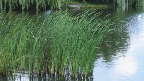 Beautiful view through the tall grass near the lake to the wedding arch Stock Footage 233345904