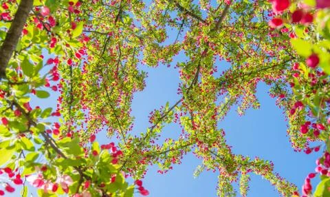 Beautiful View Through Tree Stock Photos