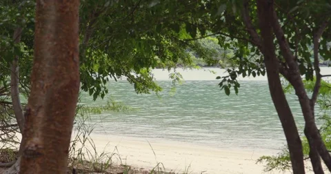 Beautiful view through the trees on the ocean. Costa Rica. Red Digital cinema.  Stock Footage 82461921