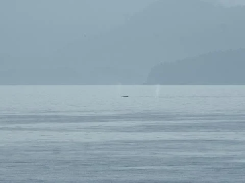 A beautiful view of a tiny object floating on the surface of the water on a g Foto stock