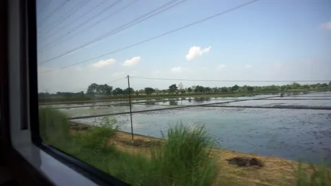 A beautiful view from the train window showing a stretch of flooded rice Stock Footage 337858302