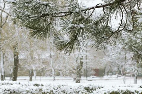 Beautiful view of tree branches covered with snow in park. Space for text Fotos de archivo