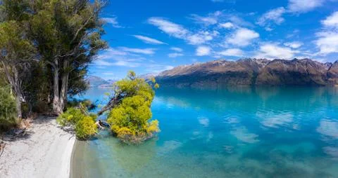 Beautiful View of Tree falling into the crystal clear Lake Wakatipu Near Quee Stock Photos