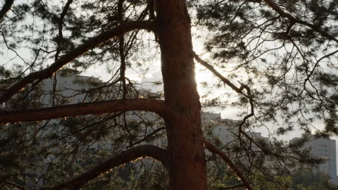 A beautiful view of a tree with the falling rays of the sun. 4K, slow motion Video stock 173761563