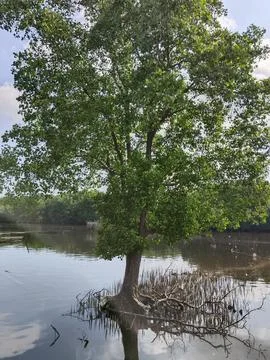 Beautiful view of tree in the harbor Stock Photos