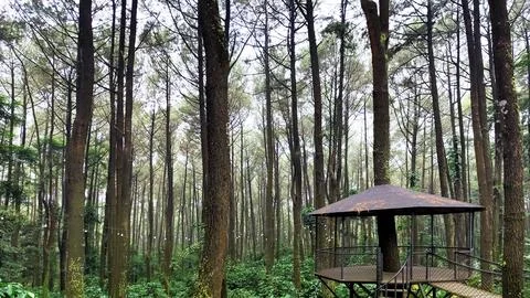 Beautiful view of the tree house in the forest Stock Photos