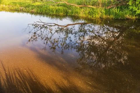 Beautiful view of tree reflection in calm river water during golden hour. Stock Photos