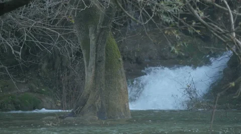 Beautiful view of a tree in the river and Kravice waterfall falling Stock Footage 60383021