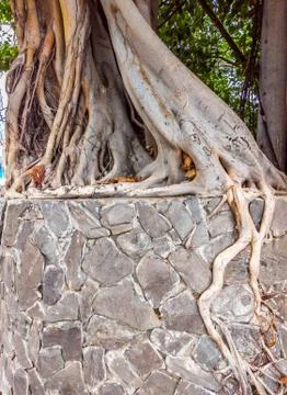 Beautiful view of tree root cover on old stone wall background. Postcard, poster Foto stock
