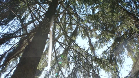Beautiful view of a tree shot from below, sun rays shining through leaves. Video stock 260115832