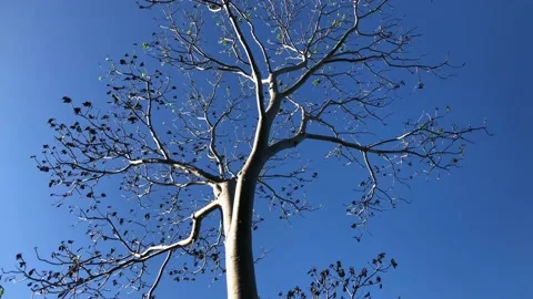 Beautiful view of trees and branches in autumn Stock Footage 229705517