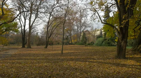 Beautiful view of trees and fallen leafs in a park, Zagreb Stock Footage 60817584