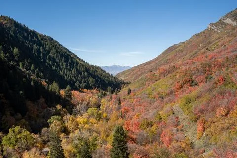 A beautiful view of trees changing to Fall colors in Millcreek Canyon, Utah. Stock Photos