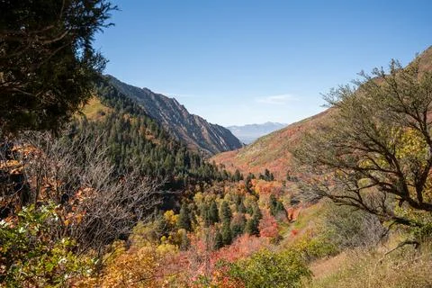A beautiful view of trees changing to Fall colors in Millcreek Canyon, Utah. Stock Photos