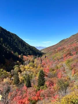 A beautiful view of trees changing to Fall colors in Millcreek Canyon, Utah. Stock Photos
